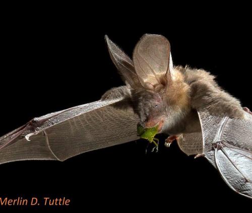 Zoutpansberger | News | Research shows bats are a natural ...